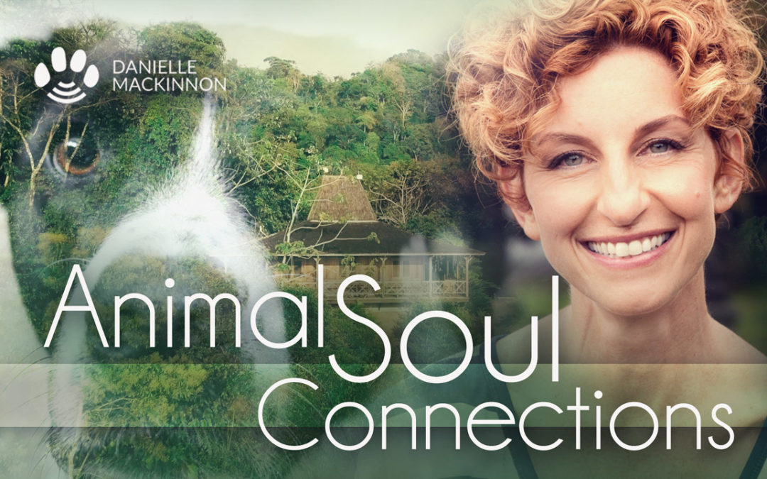 Animal Soul Connections