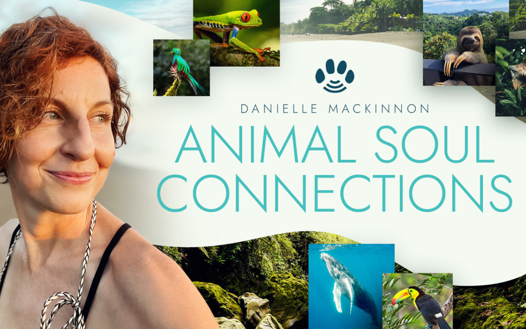 Animal Soul Connections 2023