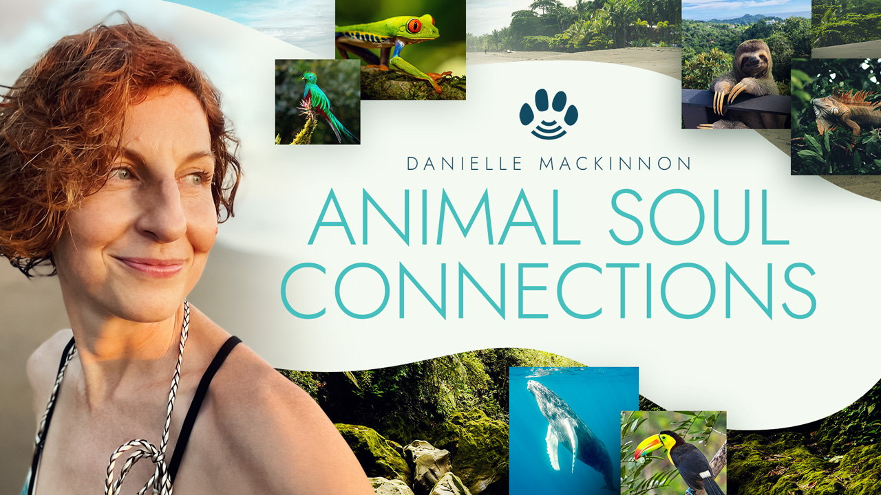 AnimalSoulConnection-Thumbnail