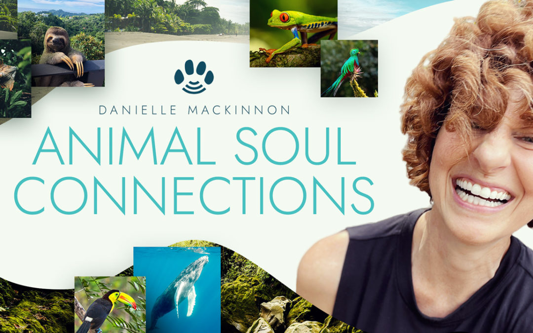 Animal Soul Connections 2023